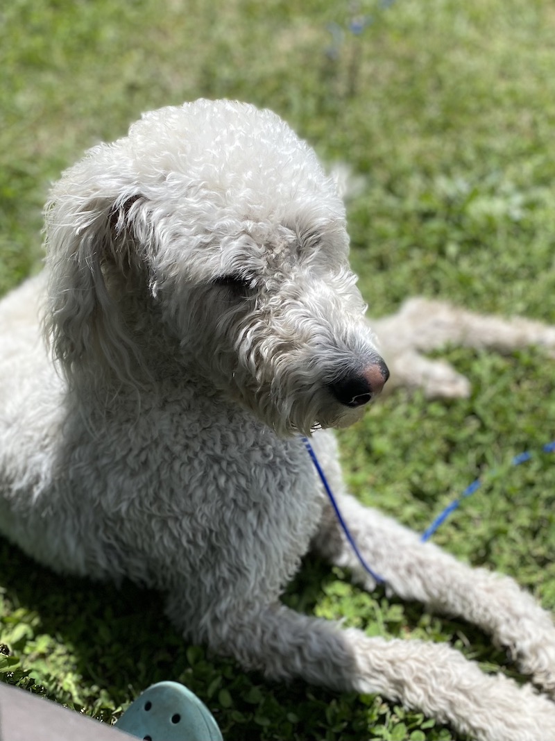 Oakley in the grass