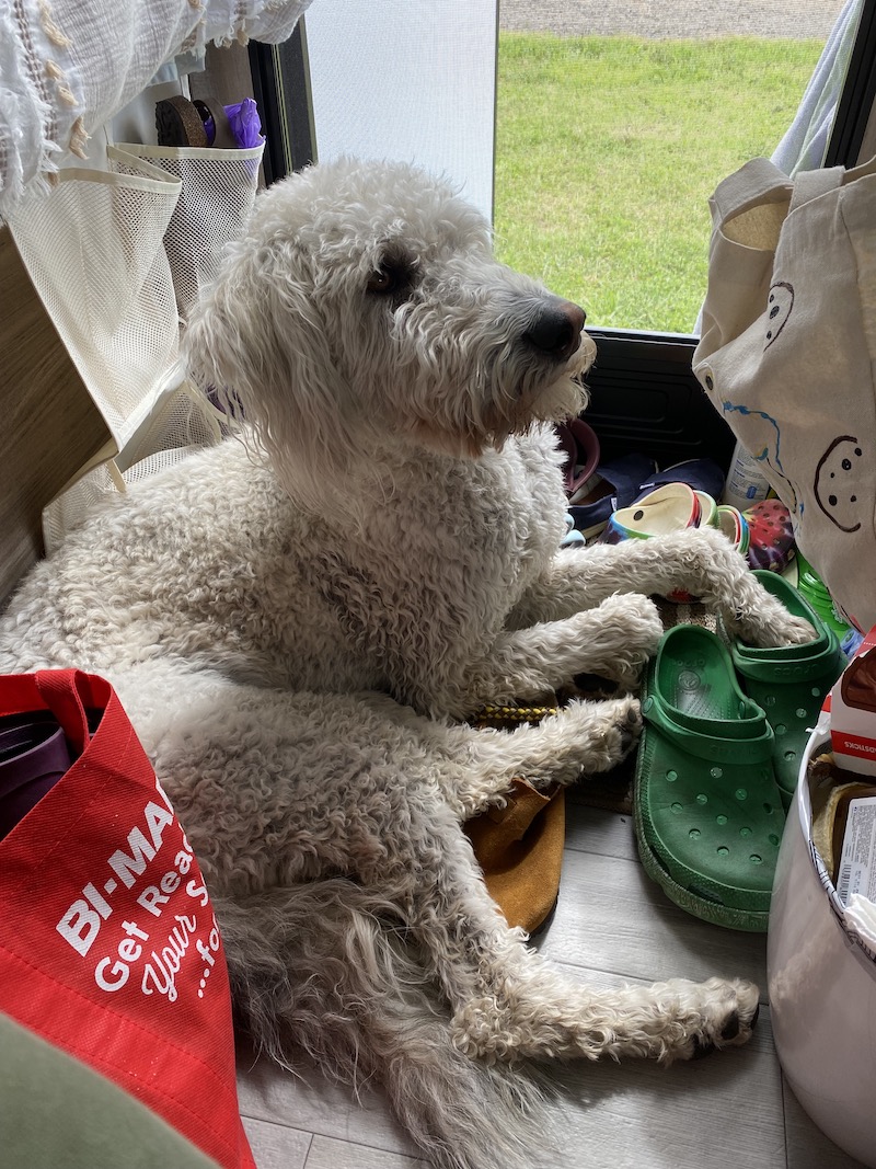 Oakley in the camper on a bunch of shoes