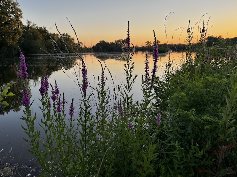 some flowers in front of a pond in Iowa