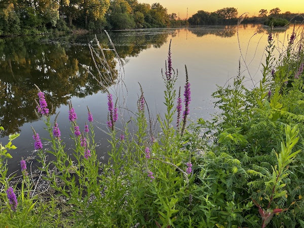 Some flowers by a pond in Illinois