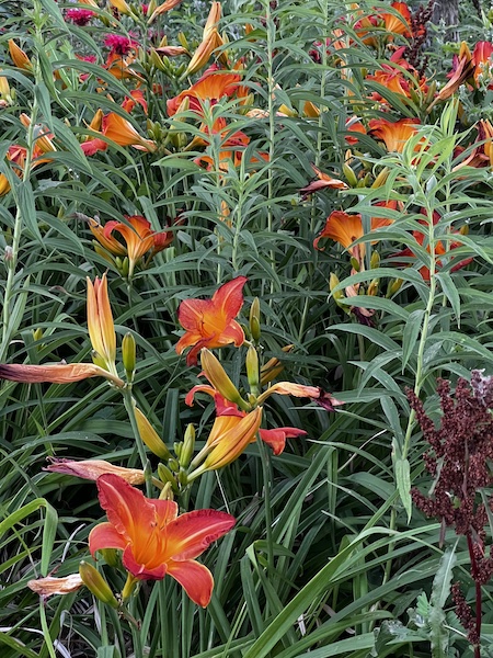 Some bright orange flowers in Illinois