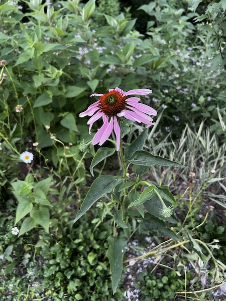 A humble pink flower in Illinois