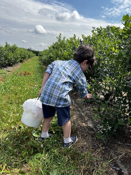 My son blueberry picking in Michigan