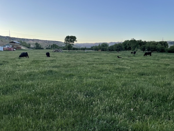 Field of cows