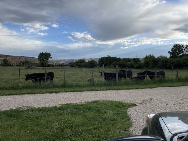 Cows in the field, looking at me while I work