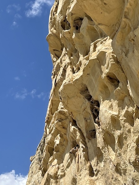 Some bird nests in the rocks in Utah