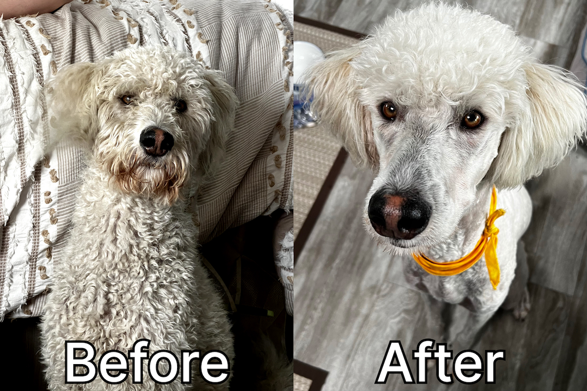 Oakley before and after with a new haircut