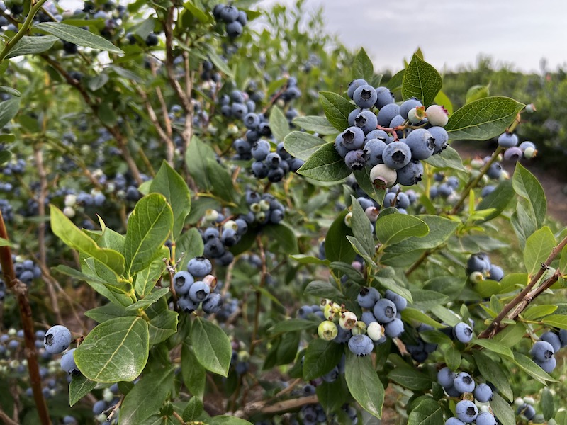 Some ripe blueberries on a bush