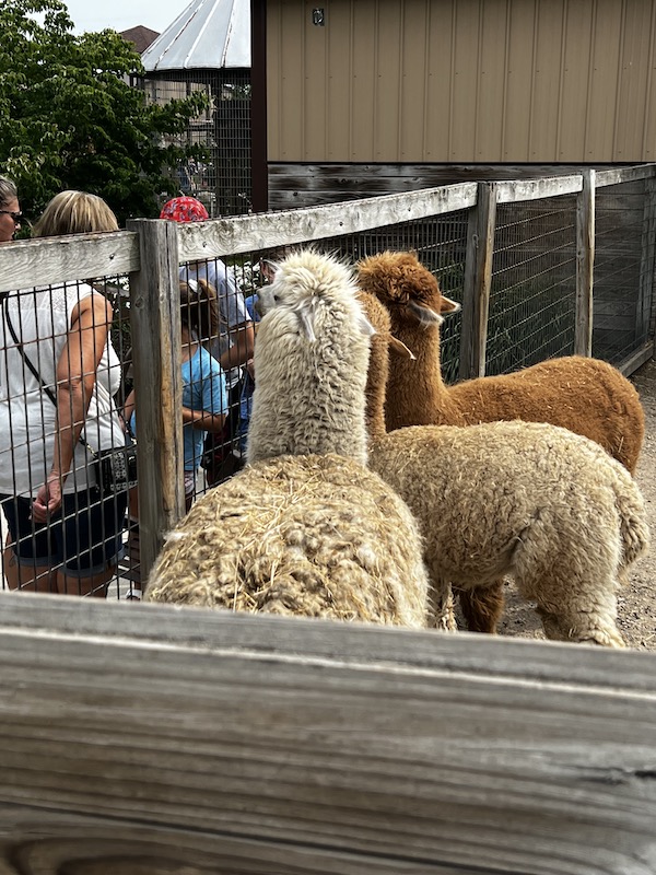 Some lamas looking for food from tourists at the zoo