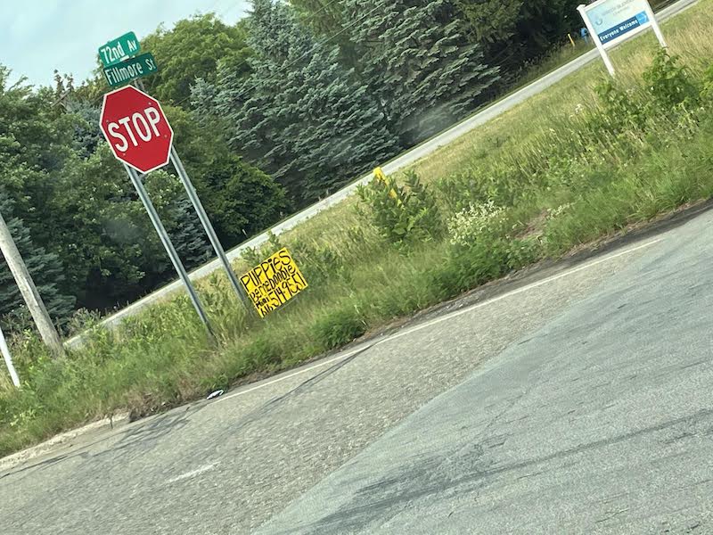 A shot my wife took of a sign advertising bernidoodle puppies