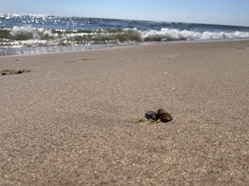 A shot of a couple naturally placed shells together on the beach of Lake Michigan