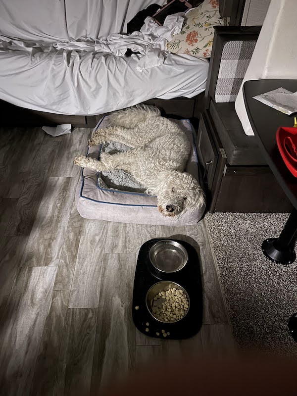 Oakley laying on his bed, happy to have some extra space in the new camper