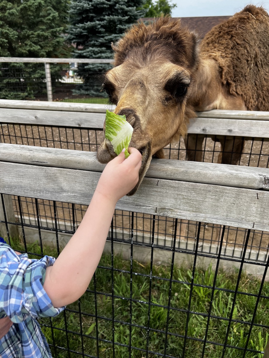 A camel eating a lettuce leaf from my son's hand