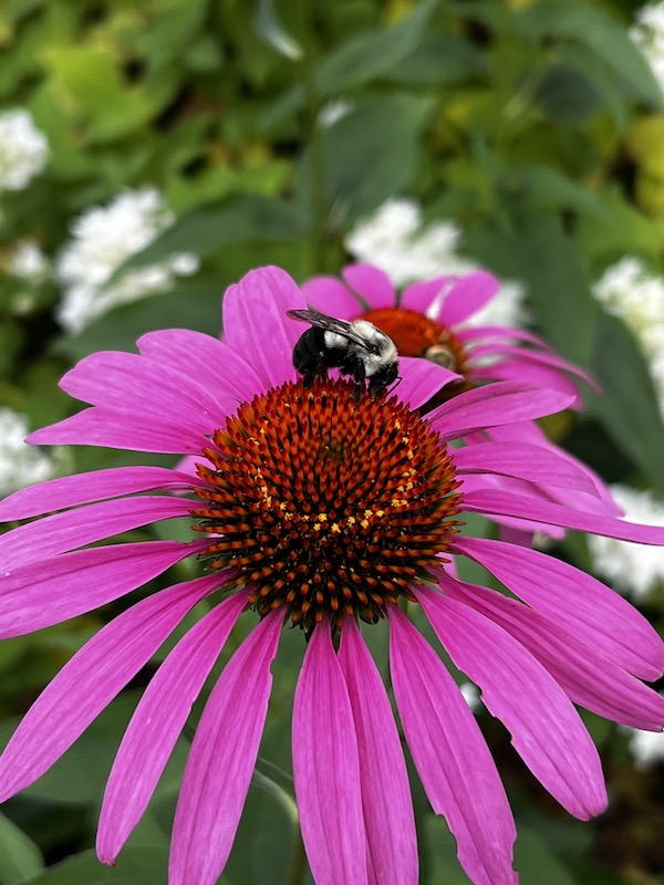 A bee on a pink flower