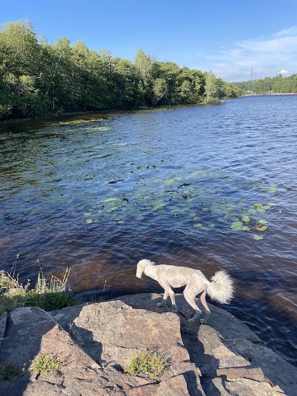 Oakley on a rock by the water of a river him and I hiked to