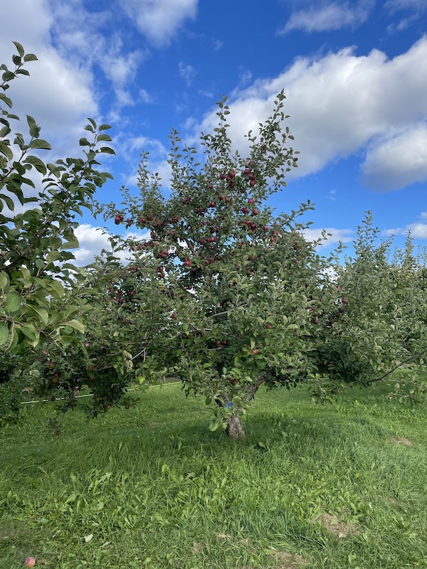 An apple tree full of apples for the picking