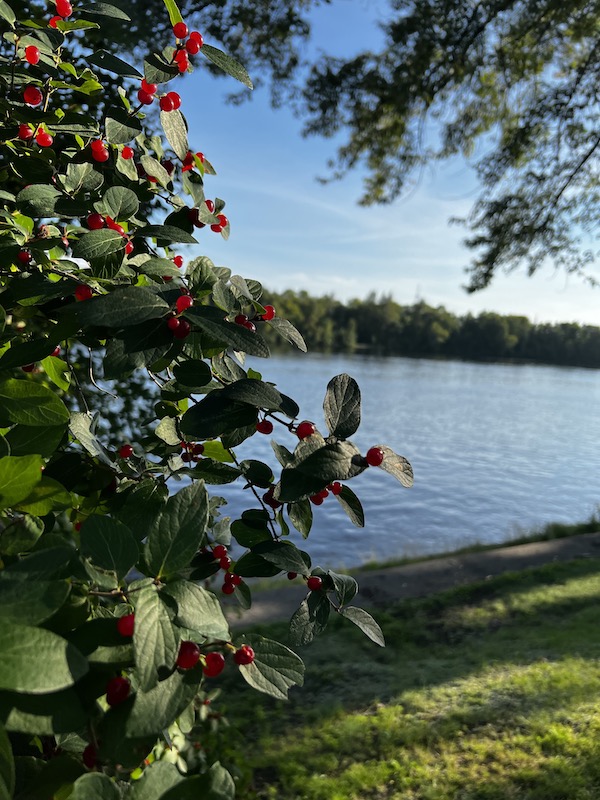 Some red berries on a tree glowing in the sun with the Shawinigan river in the background