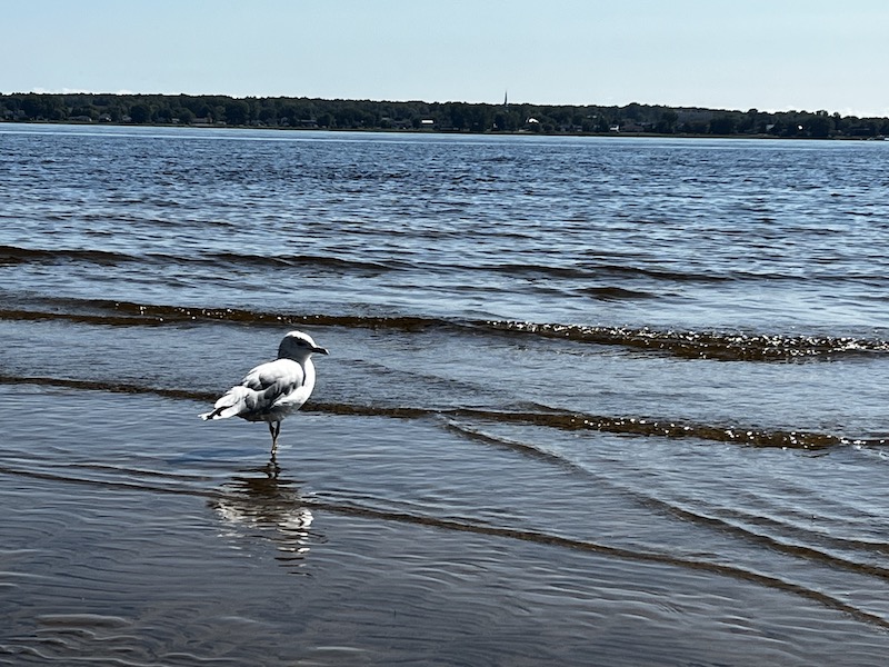 A seagull stepping into the river water on a small beach