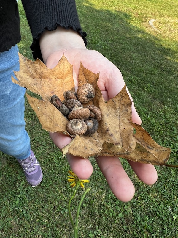 Our daughter holding a large dry leaf filled with acorns