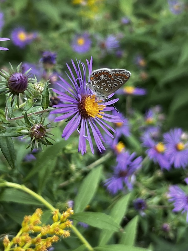 A butterfly on a purple flour